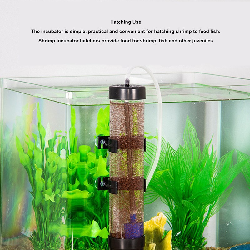 Brine Shrimp Eggs Incubator High Hatchability Shrimp Hatching Kit with