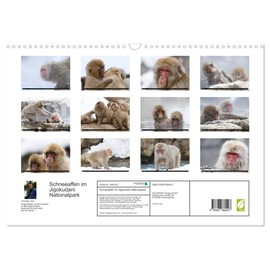 Schneeaffen im Jigokudani Nationalpark (Wandkalender 2026 DIN A3 quer), CALVENDO Monatskalender