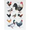 Half a Donkey Ducks and Hens Large Cotton Tea Towel