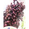 Daichi Farm DO003380-400 Preserved Flowers, Pepperberry Preserved, Purple, Approx. L