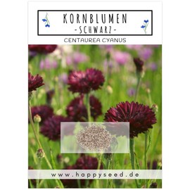 Cornflower seeds (Centaurea cyanus) - beautifully bright flowers with long flowering period for a colourful flower meadow.