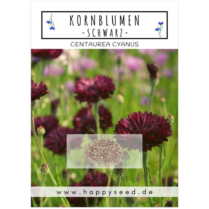 Cornflower seeds (Centaurea cyanus) - beautifully bright flowers with long