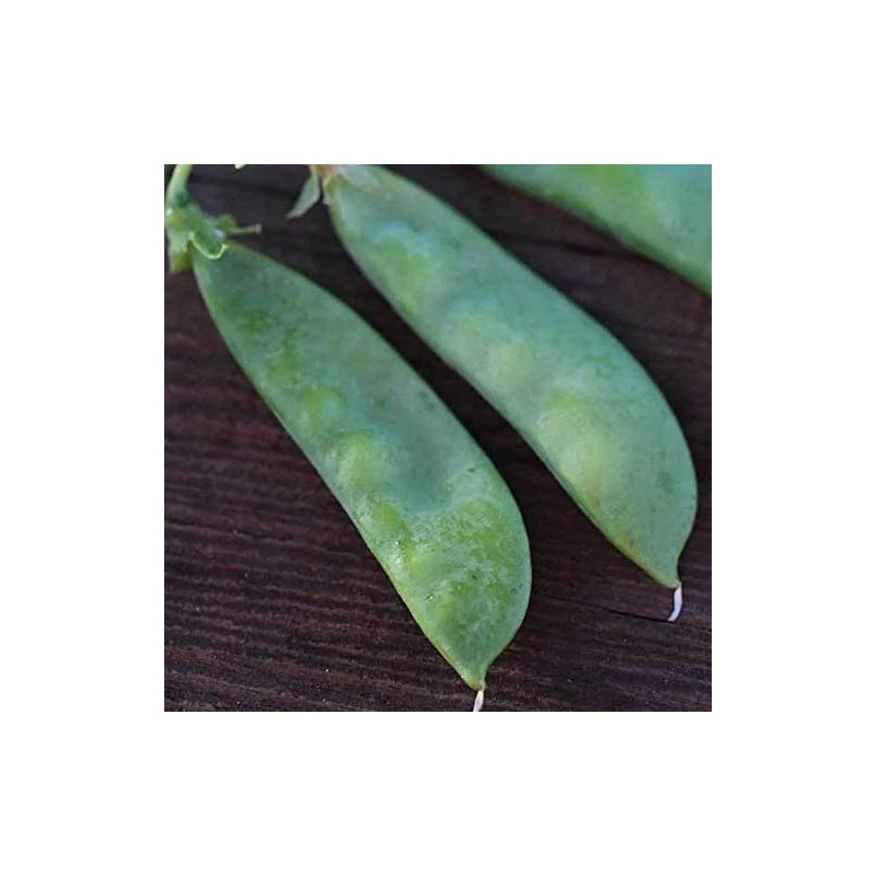 Organic Oregon Sugar Pod II Pea - 1 LB ~2,000