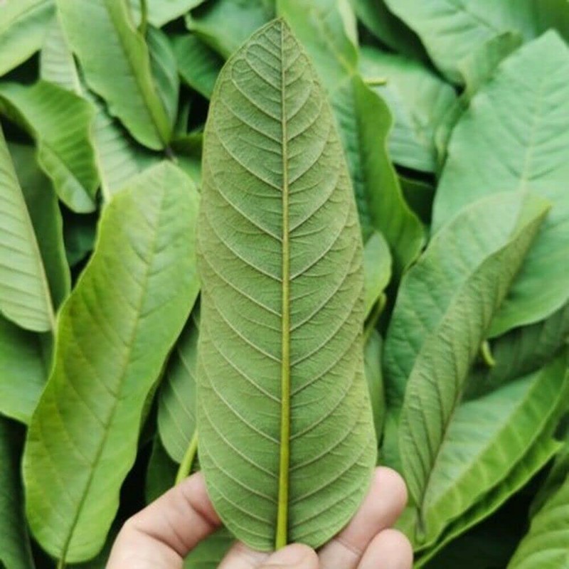 Organic Guava Leave In Bulk Herbal Tea Specialty Tea (250g)