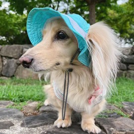 Dog Outdoor Hat with Ear Hole Round Brim Summer Dog Puppy Cat Suncare Cooling Bucket Hat Cute Beach Sun Protection Pet Caps (Blue Large)
