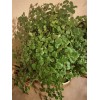 Plantko Organic Swedish Ivy 8 Cuttings $14.99