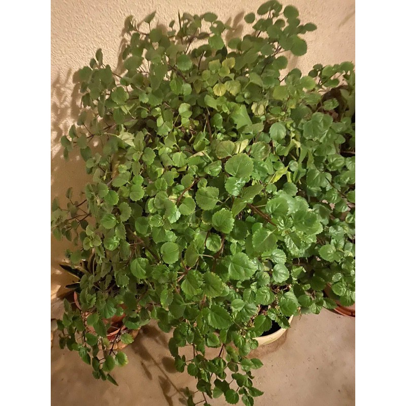 Plantko Organic Swedish Ivy 8 Cuttings $14.99