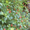 HOMEGROWN CHILE PEQUIN/TEPIN/PETIN...HOT HOT PEPPER, 50+ FRSH HOME GROWN SEEDS