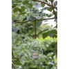 Burgon & Ball Sophie Conran Pear Hanging Fat Ball Bird