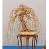 CZ Grain Rare Golden Curls Willow Tree Cutting - Live