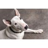 1 x English Bull Terrier Dog Pet Animal Black Ballpoint