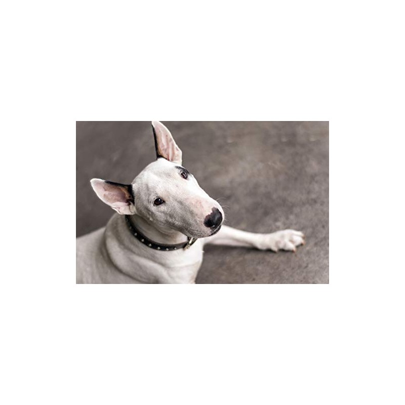 1 x English Bull Terrier Dog Pet Animal Black Ballpoint