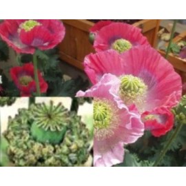 seeds Poppy Hens & Chickens-  100 Seeds- Heirloom- Breadseeds-Everlasting- Large heads