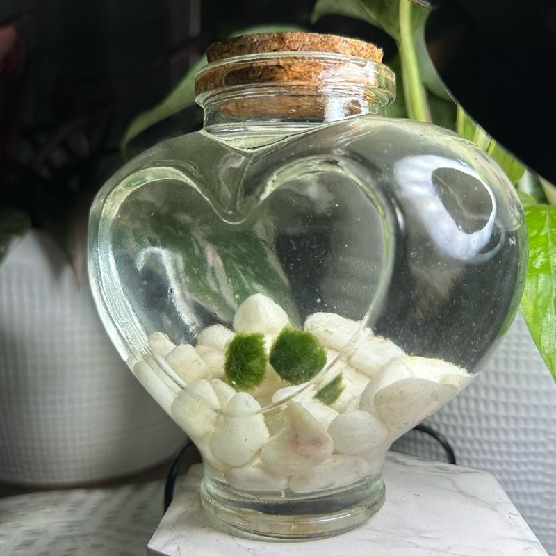 LoveBalls: Marimo Moss Balls - Moss Ball Quantity: 2 Moss