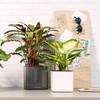 Lechuza Cube - Glossy, High-Quality Plant Cube with Stick Irrigation