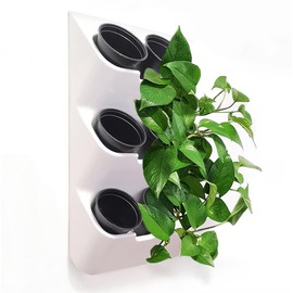 BOXSAND-6 (12"x26") Living Wall - Wall Planter, Vertical Garden for 6 Plants, Indoor/Outdoor, 2 Screws Install (White) with Black Round Pots