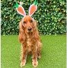 Midlee Carrot Bunny Ears Easter Dog Headband Costume (Large)