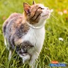 Hartz UltraGuard Purple Flea & Tick Collar for Cats and