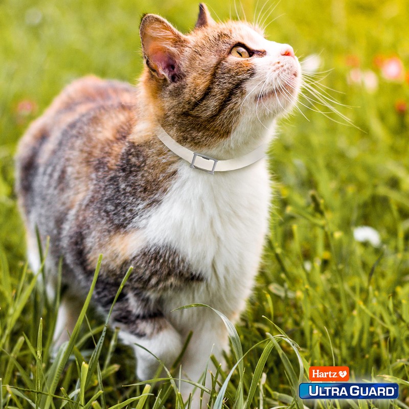 Hartz UltraGuard Purple Flea & Tick Collar for Cats and