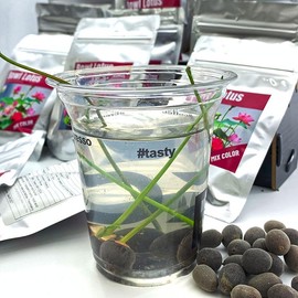 60 Counts Bowl lotus seeds Bonsai Lotus Seeds for Planting Water Lily Flower Aquatic Plants Seed For Garden - Specification: 60 Counts