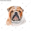 Poster Reproduction of Bulldog dog breed isolated on white background