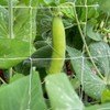 Tcamp Heavy-Duty Polyester Plant Trellis Netting 5 x 15ft (1