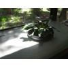 Ovject O-IKEBANA30-LO Flower Vase, Flower Base, Flower Base, Hollow Iron,
