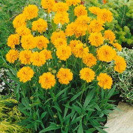 Outsidepride Yellow Early Sunrise Coreopsis Seeds - 500 Seeds Tall, Native, Deer Proof, & Drought Tolerant Perennial Flower Seeds w/Compact Growth Habit & High Adaptability for Soils (AAS Winner)