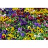 Seeds4planting - Seeds Viola Swiss Giant Mix (Purple, Red, Yellow,