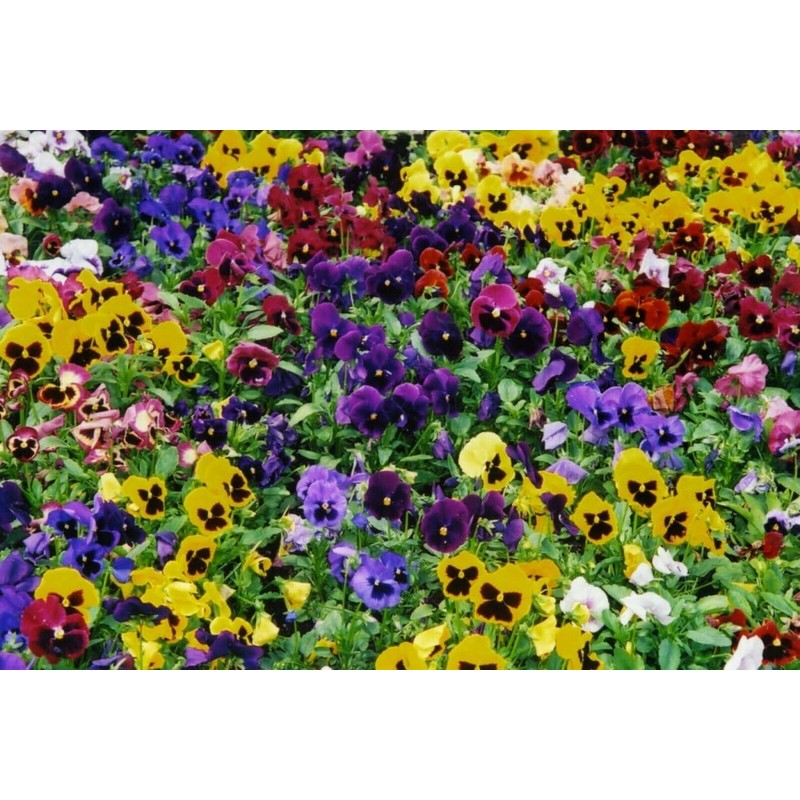 Seeds4planting - Seeds Viola Swiss Giant Mix (Purple, Red, Yellow,