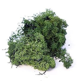 INERRA Finland Moss - Dark Green - Reindeer Moss Craft Plants Pots Flowers Display Modelling (50 Grams)