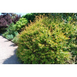 Abelia Grandiflora Francis Mason - 10 Live Plants - Flowering Deer Resistant Butterfly Attracting Shrub