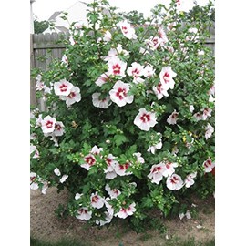 20 Hibiscus syriacus Seeds, Rose of Sharon, Syrian ketmia, Rose Mallow