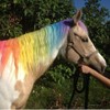 Equestrian Pony Chalks Pack of 24 colours