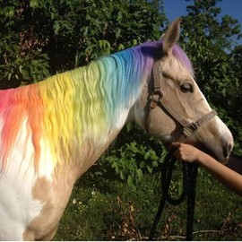 Equestrian Pony Chalks Pack of 24 colours