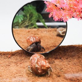 Jinkoozz 5.1 Inches Lizard Mirror Toy, Reptile Mirror Toy with Suction Cups, Small Animal Tank Aquarium Decor Accessories, Suitable for Hermit Crab Lizard Chameleon Hamster Guinea Pig Turtle