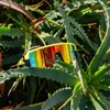BOMBER SMOKE BOMB ANSI Z87+ Safety Sunglasses:_Clear
