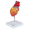 Axis Scientific Heart Model, 2-Part Deluxe Life Size Human Heart