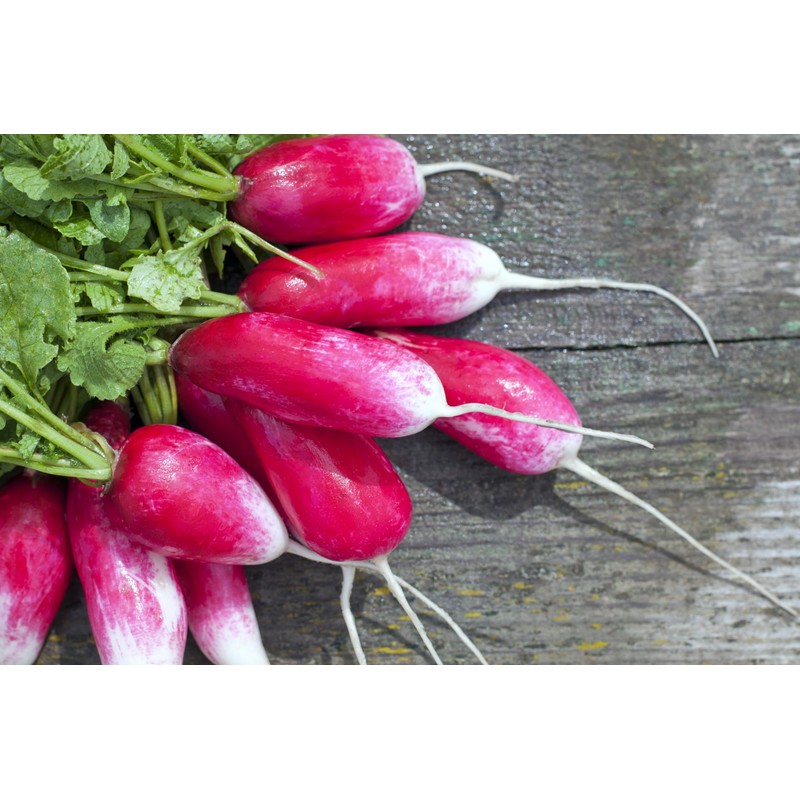Radish Seeds Variety Pack for Planting – 4 Heirloom Varieties: