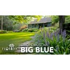 Liriope Big Blue | 20 Live Plants | Liriope muscari