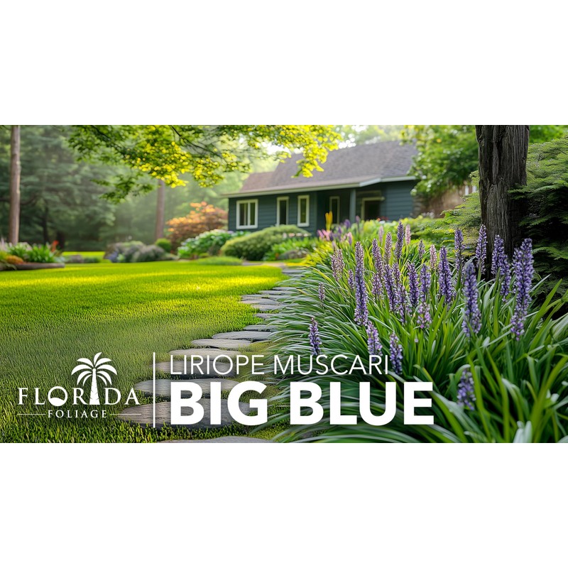 Liriope Big Blue | 20 Live Plants | Liriope muscari