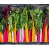 Rainbow Swiss Chard Seeds for Planting Heirloom Non GMO Packets