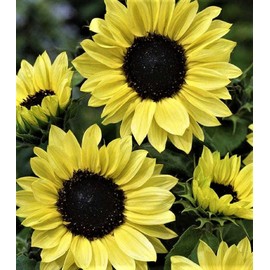 Seeds BEAUTIFUL Sunflower Seeds Moonshine 50+ Seeds  BUY 4 GET FREE SHIPPING