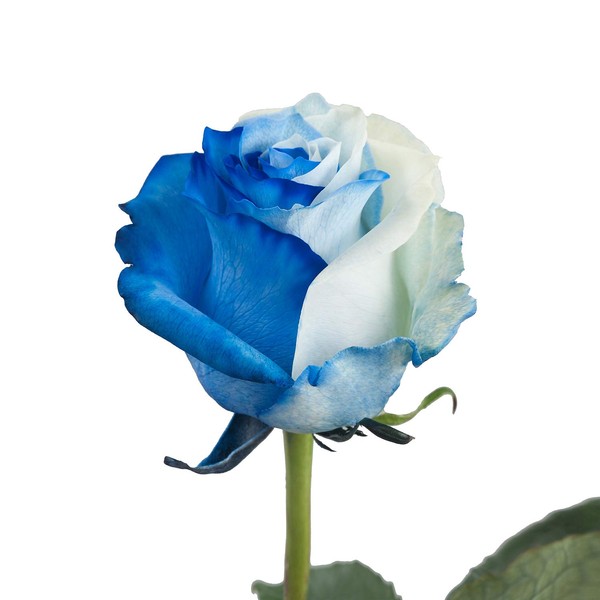Farm Fresh Natural Tinted Blue and White Roses - 20 in - 25 stems