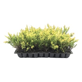 Lime Glow Juniper - 3 Live Plants - Juniperus Horizontalis - Hardy Evergreen Ground Cover