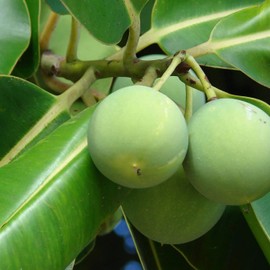 Aromatics International Aromatics International Tamanu Oil 4 fl oz C Cold-Pressed Carrier Oil for Skincare, Hair Care, Massage, and DIY Beauty Blends 118 mL