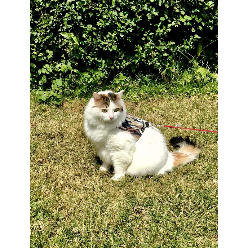 Mynwood Cat Jacket/Harness Desert Storm Combat Kitten up to 8month