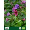 Biojoy Organic Lungwort Dried and Cut Lungwort Tea 100g |