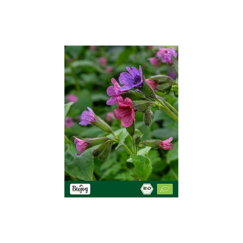 Biojoy Organic Lungwort Dried and Cut Lungwort Tea 100g |