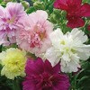 Non GMO Bulk Hollyhock Seeds - Indian Spring Mix Alcea